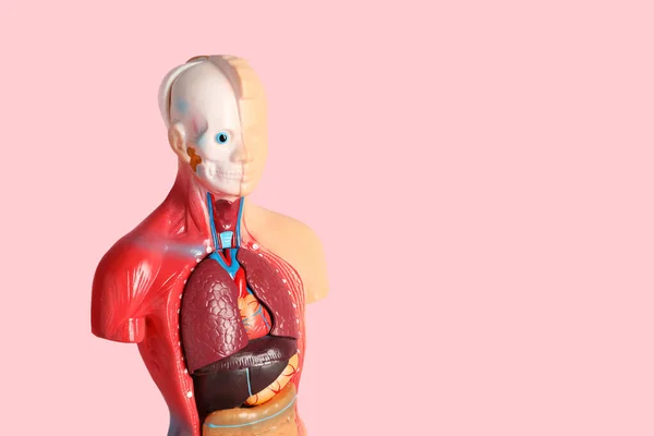 Mänsklig Anatomi Skyltdocka Visar Inre Organ Rosa Bakgrund Plats För — Stockfoto