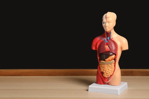 Manekin Ludzkiej Anatomii Pokazuje Organy Wewnętrzne Pobliżu Tablicy Miejsce Tekst — Zdjęcie stockowe