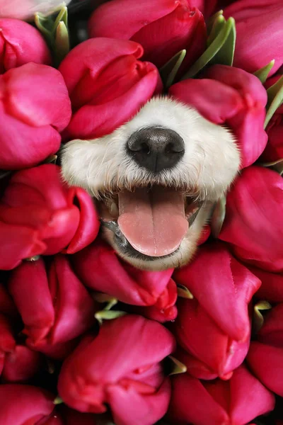 Schattige Bichon Omringd Door Prachtige Tulpen Bloemen Voorjaarsstemming — Stockfoto