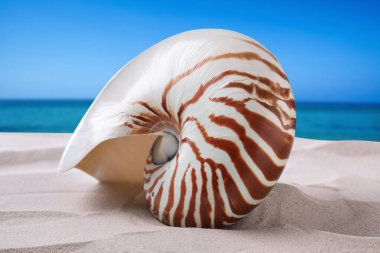 Okyanus kıyısındaki kumlu sahilde Nautilus kabuğu, yakın çekim