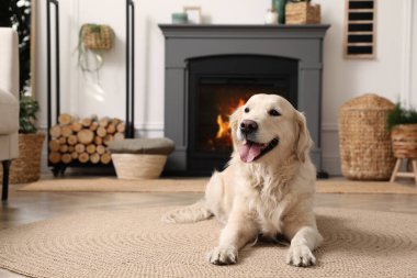 İçeride elektrikli şöminenin yanında yerde duran sevimli Golden Retriever köpeği.