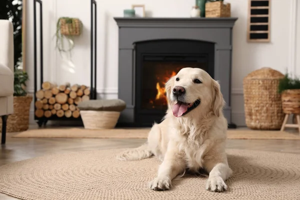 Uroczy Pies Golden Retriever Podłodze Przy Kominku Elektrycznym Pomieszczeniach — Zdjęcie stockowe