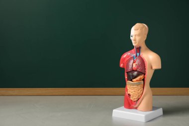 İnsan anatomisi mankeni, karatahtanın yanında iç organları gösteriyor. Metin için boşluk