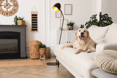 Güzel Golden Retriever köpeği elektrikli şöminenin yanındaki koltukta.