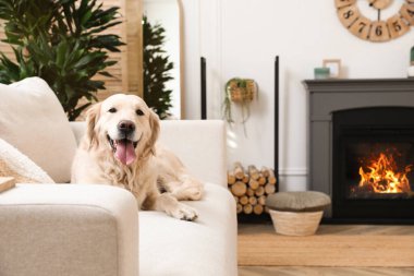 Güzel Golden Retriever köpeği elektrikli şöminenin yanındaki koltukta.