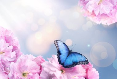 Güzel kelebek ve açık mavi arka planda minik çiçekler, bokeh etkisi. Muhteşem bahar çiçekleri.