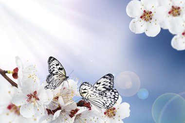 Güzel kelebekler ve açık mavi arka planda minik çiçekler, bokeh etkisi. Muhteşem bahar çiçekleri.