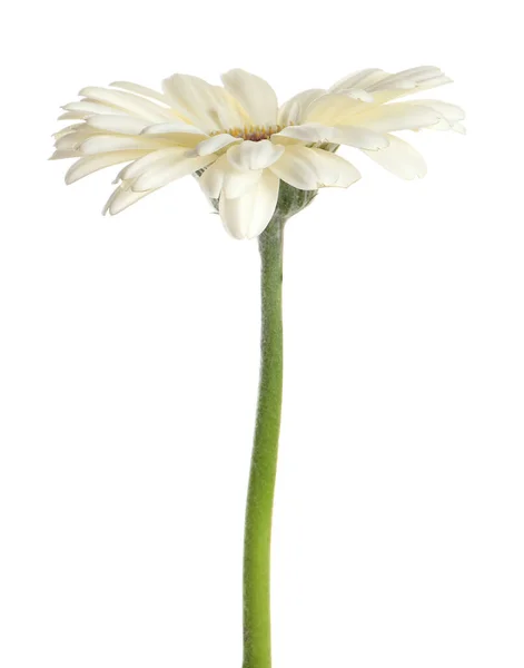 Bellissimo Fiore Gerbera Fiorito Isolato Bianco — Foto Stock