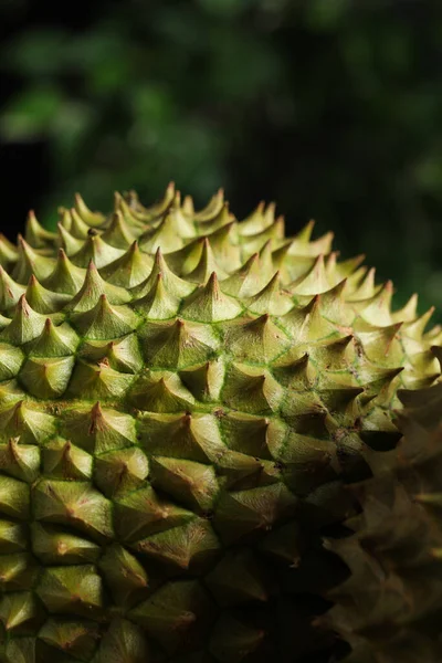 Widok Bliska Dojrzałego Duriana Niewyraźne Tło — Zdjęcie stockowe