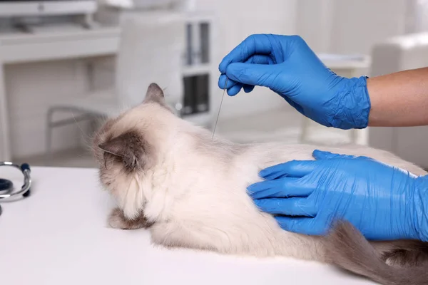 Veterinary Holding Acupuncture Needle Cat Neck Clinic Closeup Animal Treatment — Stock Photo, Image