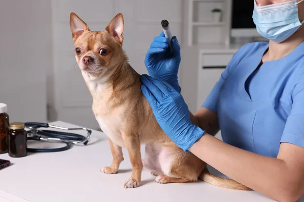 Veterinary Holding Moxa Stick Cute Dog Clinic Detailní Záběr Léčba — Stock fotografie