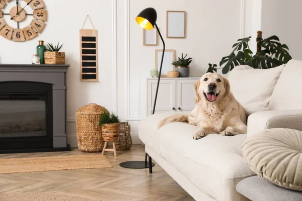 Schattige Golden Retriever Hond Bank Bij Elektrische Open Haard Binnen — Stockfoto