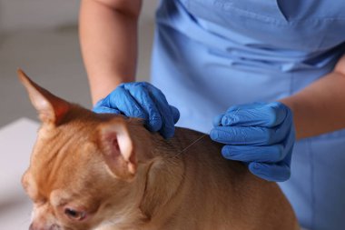Klinikte köpek boynuna yakın bir yerde veteriner akupunktur iğnesi tutuyor. Hayvan muamelesi