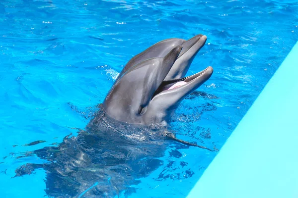 Natation Des Dauphins Dans Piscine Parc Des Mammifères Marins — Photo