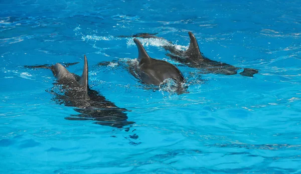 Les Dauphins Nagent Dans Piscine Parc Des Mammifères Marins — Photo