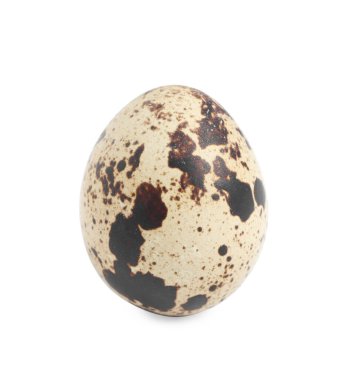 Güzel bir bıldırcın yumurtası.