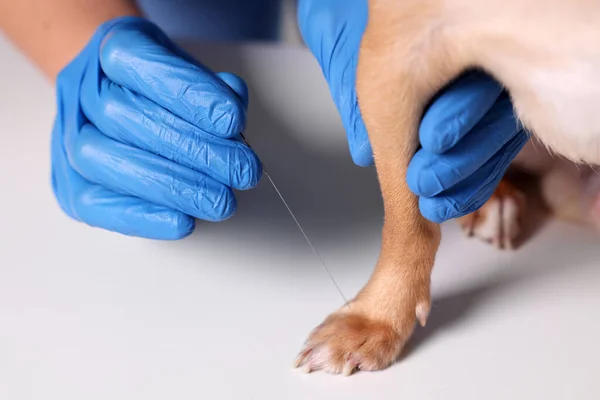 Κτηνίατρος Κρατώντας Βελόνα Βελονισμού Κοντά Στο Πόδι Του Σκύλου Κοντινό — Φωτογραφία Αρχείου