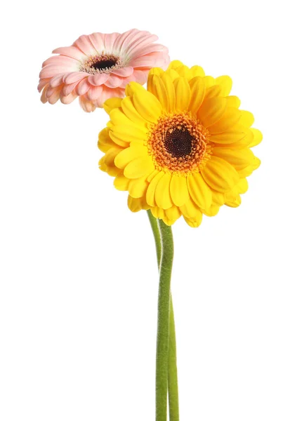 Красиві Барвисті Квіти Гербери Білому Тлі — стокове фото