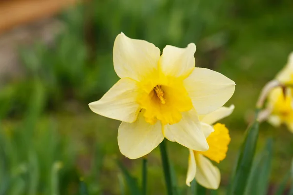 Hermoso Narciso Floreciente Que Crece Jardín Primer Plano Flor Primavera —  Fotos de Stock