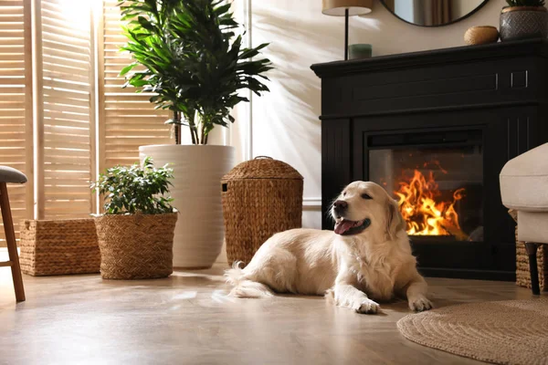 Schattige Golden Retriever Hond Vloer Bij Elektrische Open Haard Binnen — Stockfoto