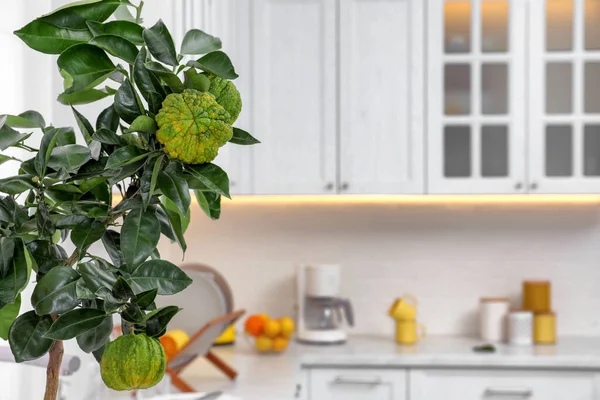 Bergamot Tree Ripe Fruits Kitchen Space Text — Fotografia de Stock