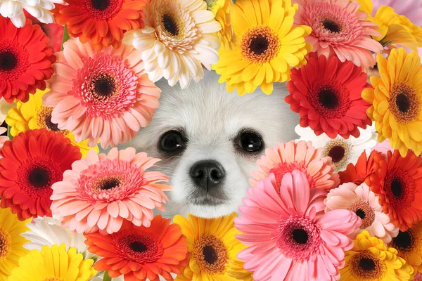 Αξιολάτρευτο Spitz Περιβάλλεται Από Όμορφα Πολύχρωμα Λουλούδια Gerbera Άνοιξη Διάθεσης — Φωτογραφία Αρχείου