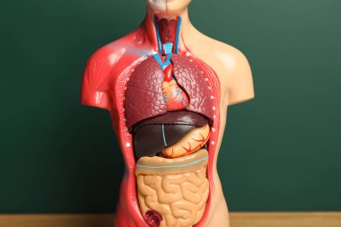 İnsan anatomisi mankeni, karatahtanın yanında iç organları gösteriyor.