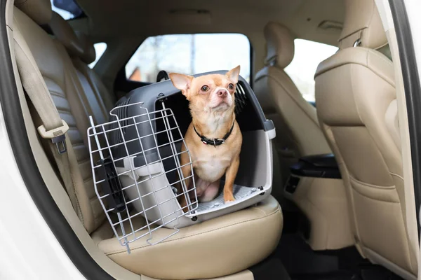 Petit Chihuahua Dans Transporteur Animaux Intérieur Voiture — Photo