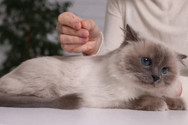 Veterinary holding acupuncture needle near cat\'s head indoors, closeup. Animal treatment
