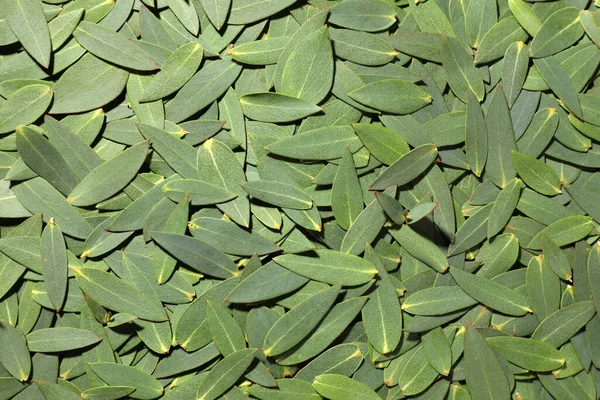 Många Eukalyptus Blad Som Bakgrund Ovanifrån — Stockfoto