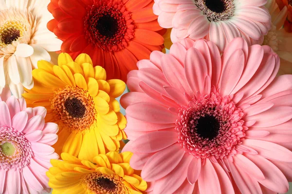 Hermosas Flores Gerberas Coloridas Como Fondo Primer Plano — Foto de Stock