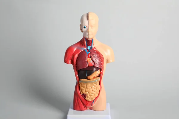 Mänsklig Anatomi Skyltdocka Visar Inre Organ Grå Bakgrund — Stockfoto