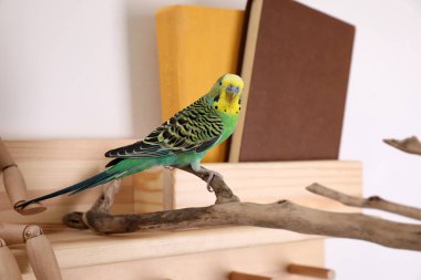 Beautiful green parrot on branch indoors. Cute pet