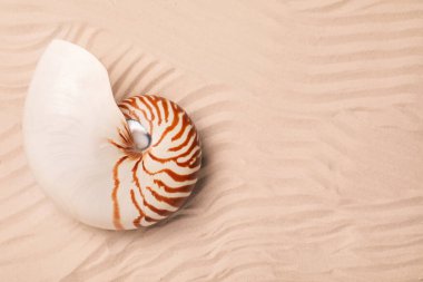 Kum üzerinde Nautilus kabuğu, üst manzara. Metin için boşluk