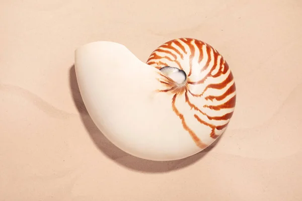 Nautilus Shell White Sand Top View — Stockfoto