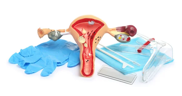 Model Female Reproductive System Gynecological Examination Kit White Background — Stockfoto