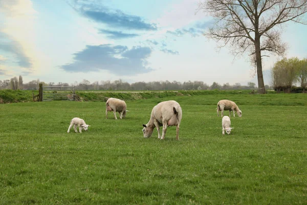 Милі Смішні Вівці Пасуться Зеленому Полі — стокове фото