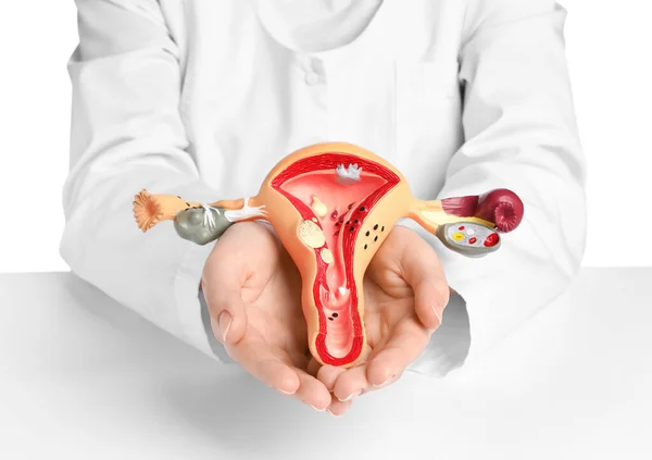 Gynecologist Holding Model Female Reproductive System White Background Closeup — Stockfoto