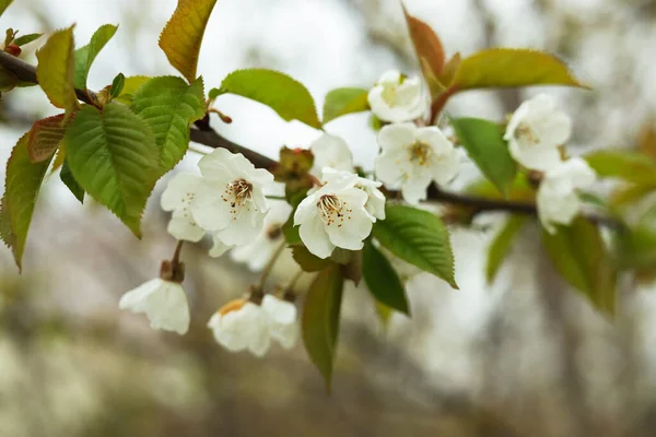 Cerejeira Florescente Livre Dia Primavera Close — Fotografia de Stock