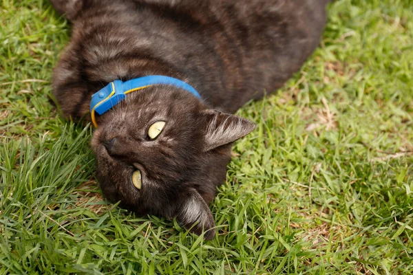 屋外の緑の芝生の上で眠っている愛らしい暗い猫 クローズアップ — ストック写真