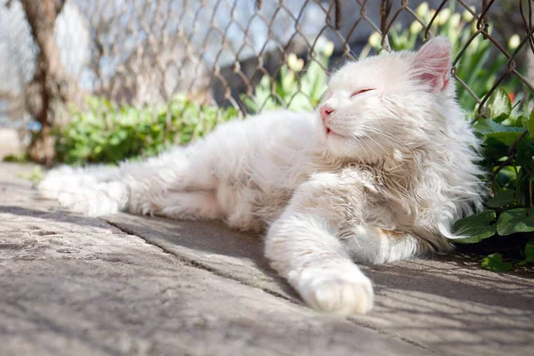 阳光明媚的日子里 可爱的毛绒绒猫在篱笆边休息 — 图库照片