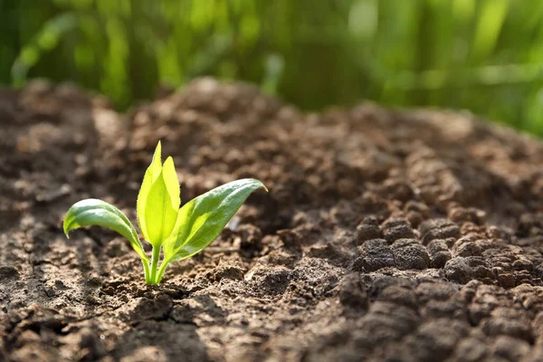 Young Green Seedling Growing Dry Soil Spring Day Closeup Hope — Stock Photo, Image