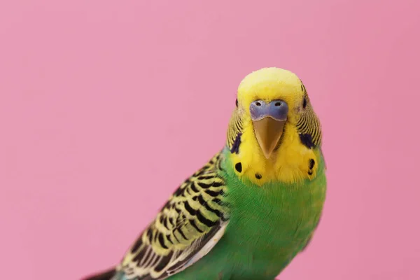 Beautiful Parrot Pink Background Space Text Exotic Pet — Stock Fotó