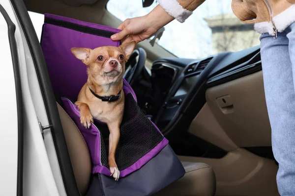 Propriétaire Transportant Son Chien Gros Plan Chihuahua Dans Transporteur Animaux — Photo
