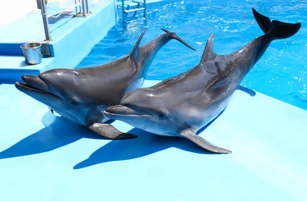 Симпатичні Сірі Дельфіни Біля Басейну Сонячний День — стокове фото