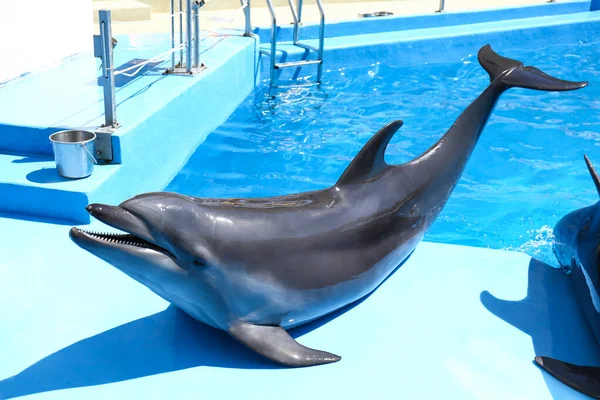 Симпатичний Сірий Дельфін Біля Басейну Сонячний День — стокове фото