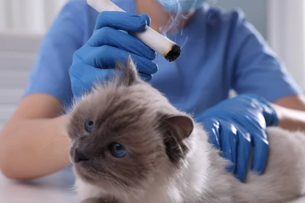 Veterinary Holding Moxa Stick Cute Cat Clinic Detailní Záběr Léčba — Stock fotografie