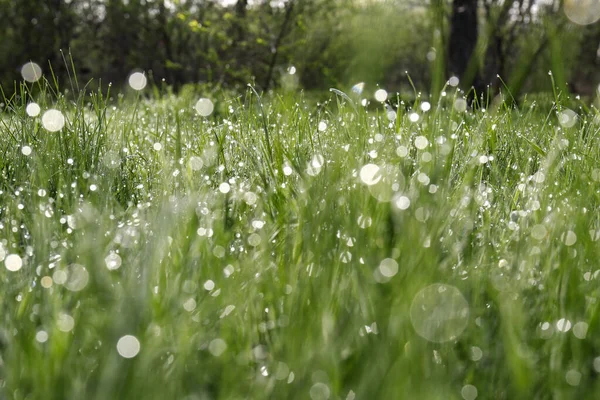 Beautiful Bright Green Grass Covered Morning Dew Closeup — Foto de Stock