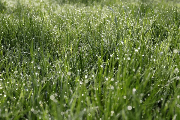 Beautiful Bright Green Grass Covered Morning Dew — Foto Stock