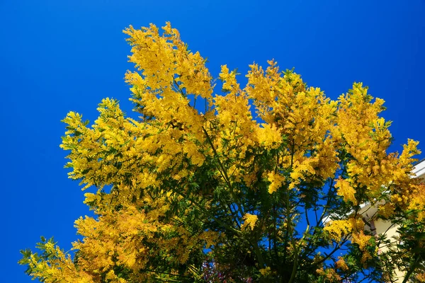 Schöne Ansicht Des Mimosenbaums Mit Leuchtend Gelben Blüten Vor Blauem lizenzfreie Stockfotos